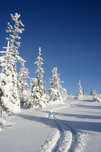 Ski tracks in fresh snow